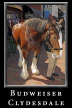 A Budweiser Clydesdale makes a special appearance for St. Pat's at Underground